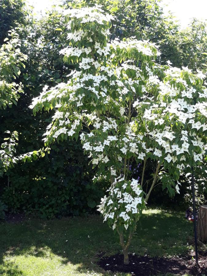 Ferienwohnung Hameln Jasmin Kültér fotó
